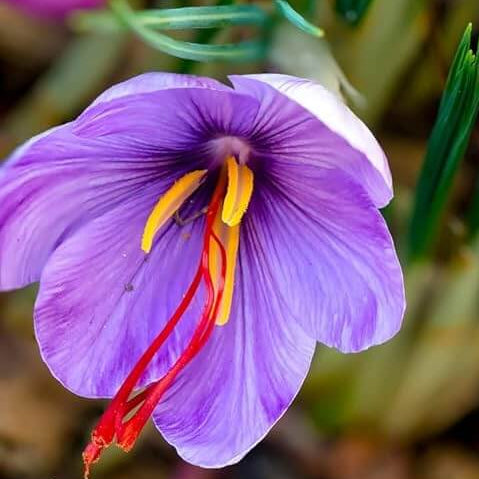 Purple Crocus plant