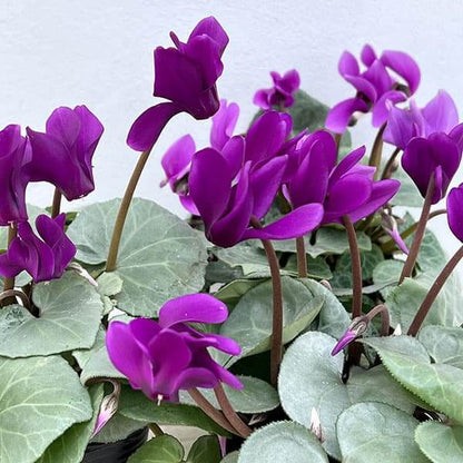 Purple Cyclamen plant