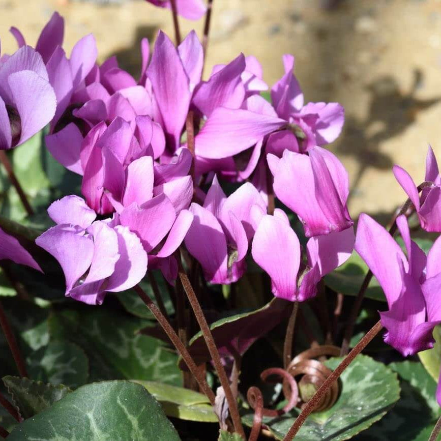 Purple Cyclamen plant