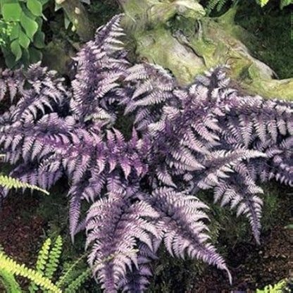Purple Fern Pteridophyta plant