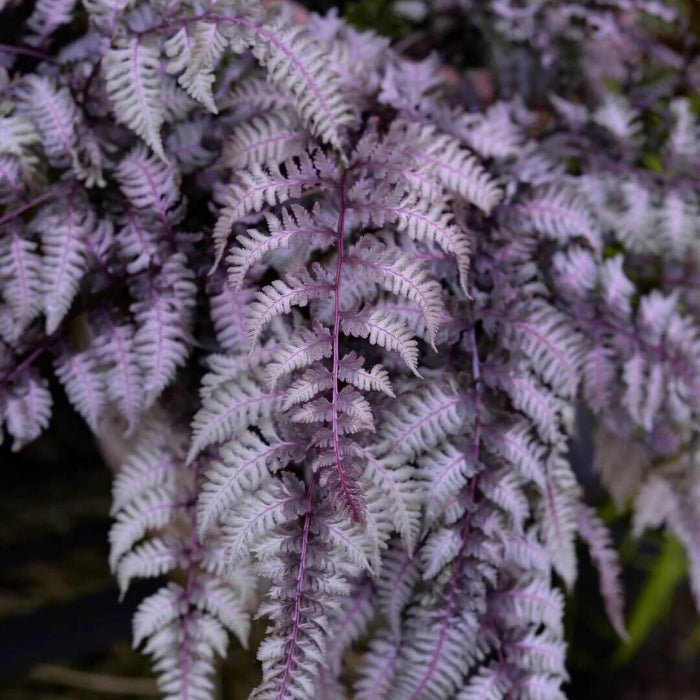 Purple Fern Pteridophyta plant
