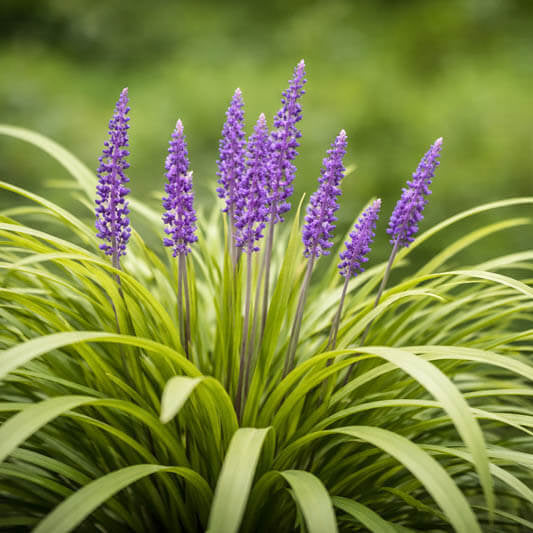 Flower Border Grass plant