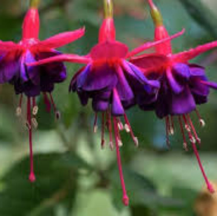 Purple Fuchsia Magellanica plant