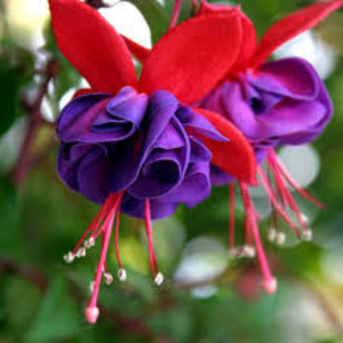 Purple Fuchsia plant