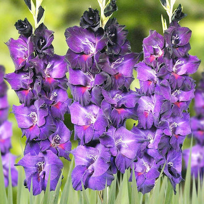 Purple Gladiolus plant
