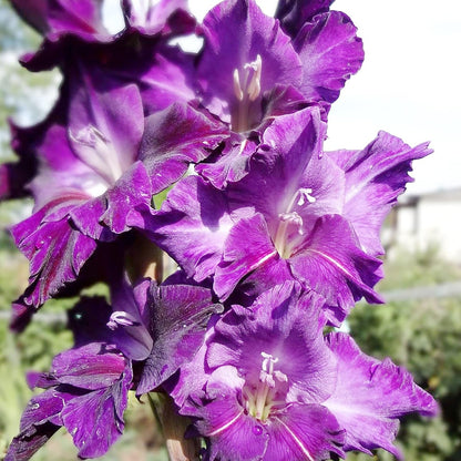 Purple Gladiolus plant