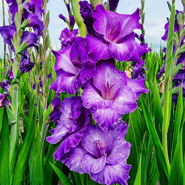 Purple Gladiolus plant