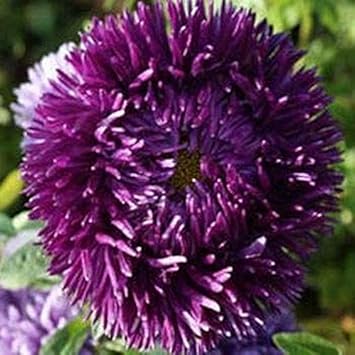 Purple Green Greenovia plant