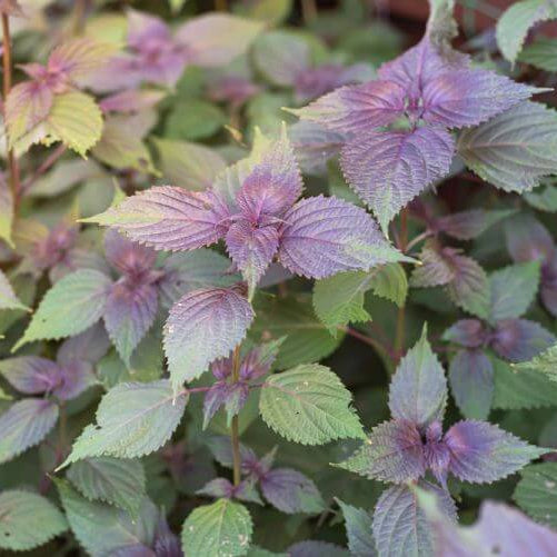 & Green Perilla plant