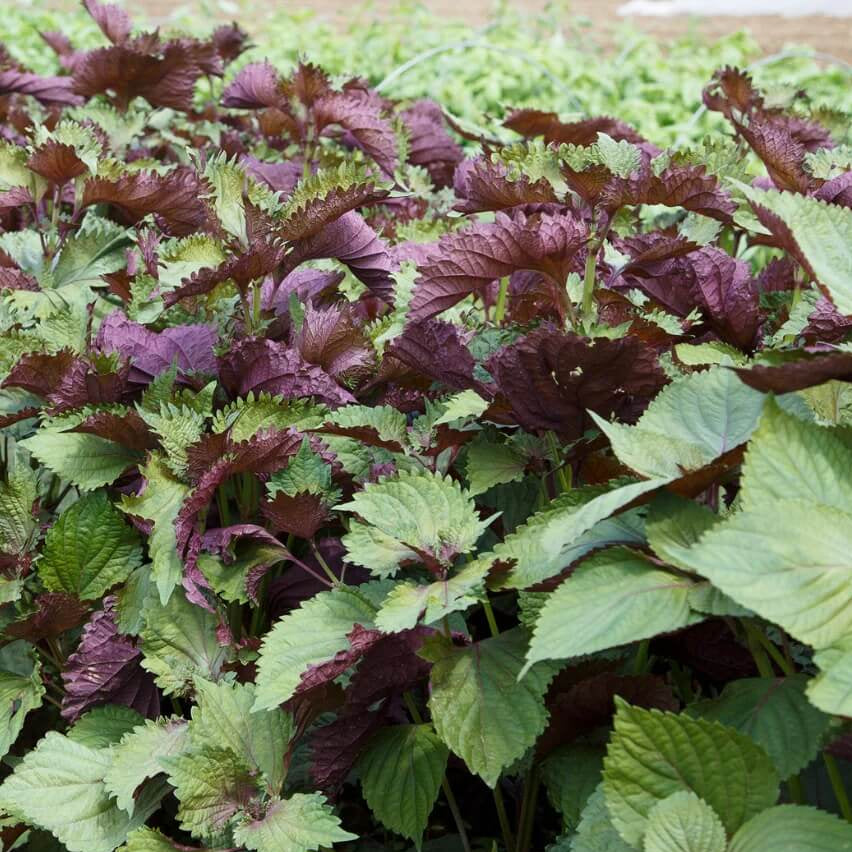 & Green Perilla plant