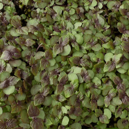 & Green Perilla plant