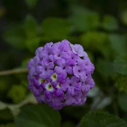 Purple Lantana plant