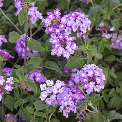 Purple Lantana plant