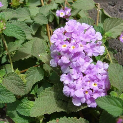 Purple Lantana plant