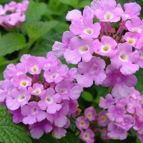 Purple Lantana plant