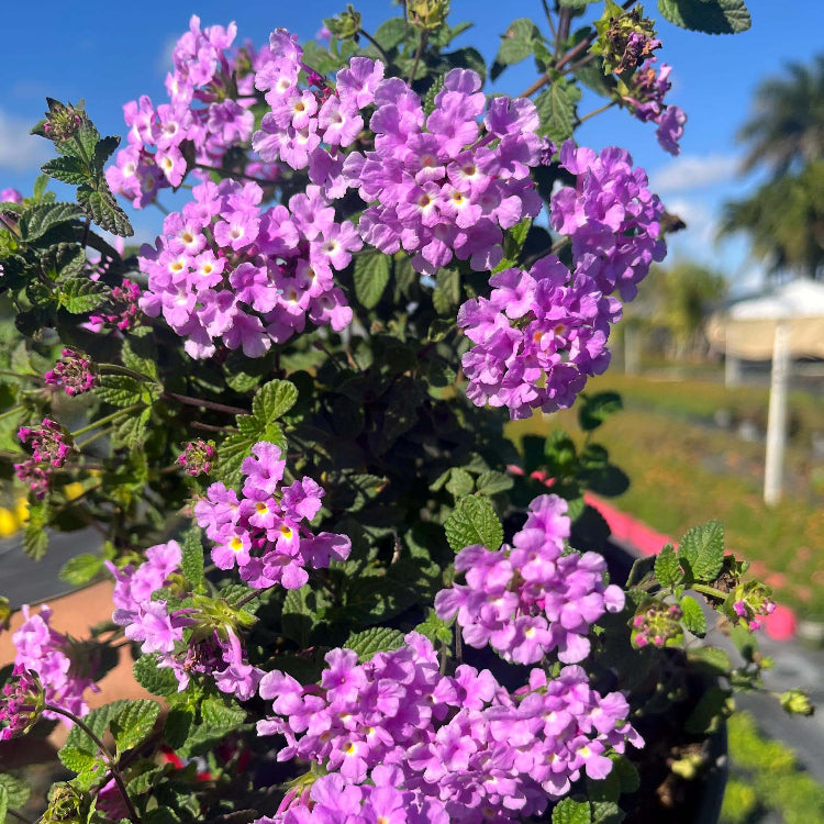 Purple Lantana plant