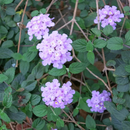 Purple Lantana plant