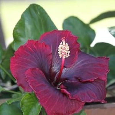 Purple Maroon Hibiscus plant