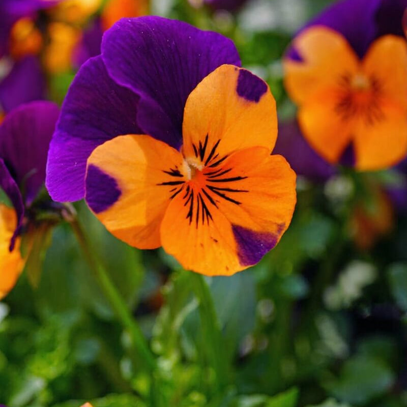 Purple Orange Pansy plant
