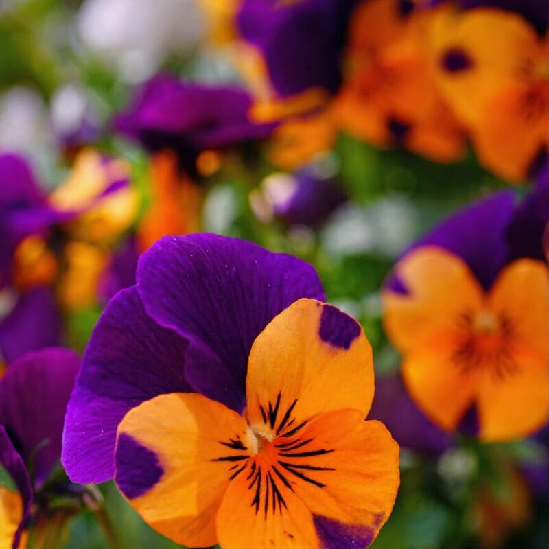 Purple Orange Pansy plant