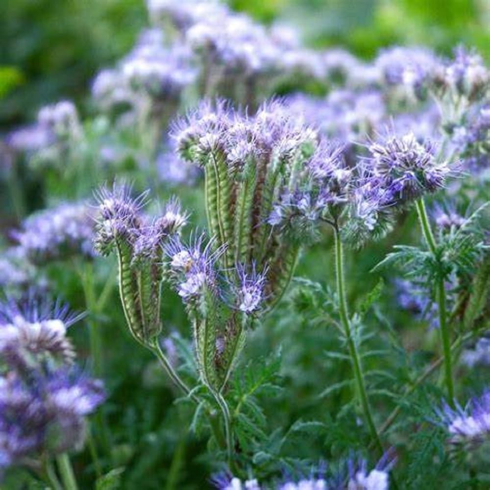 Purple Phacelia flowers blooming in a garden with fern-like green foliage