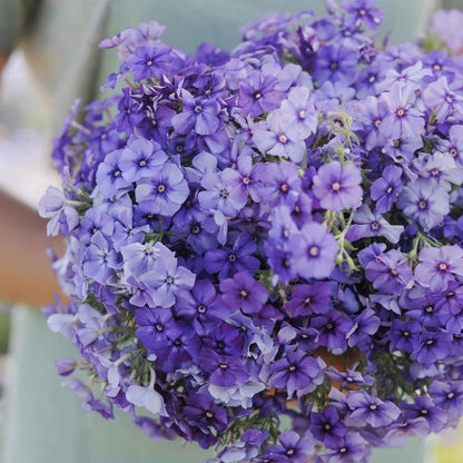 Purple Phlox plant