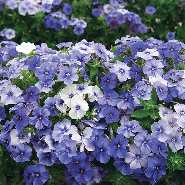 Purple Phlox plant