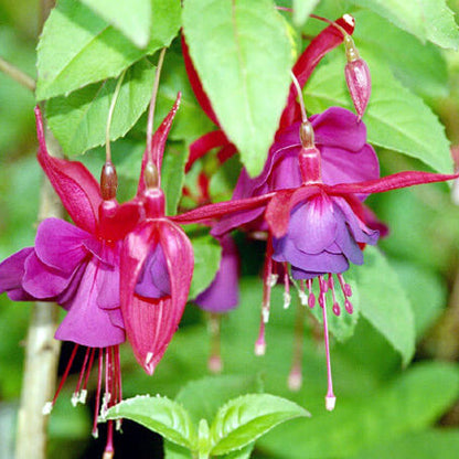 Double Petal Fuchsia plant