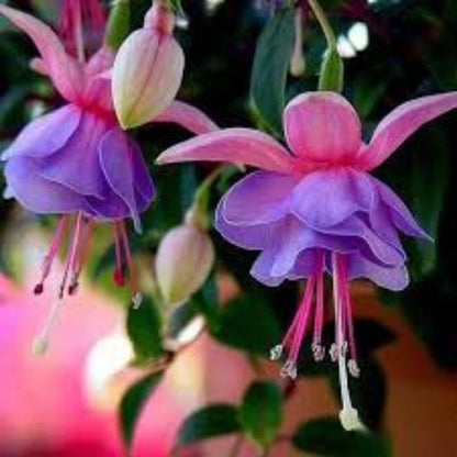Double Petal Fuchsia plant