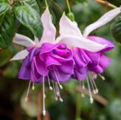 Double Petal Fuchsia plant