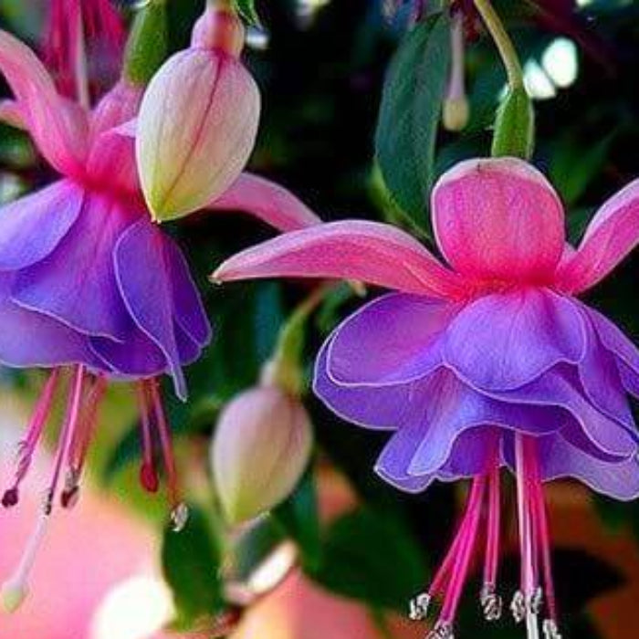Purple Pink Fuchsia plant