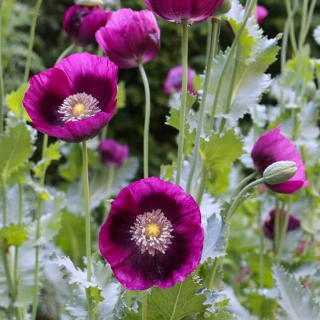 Purple Poppy plant