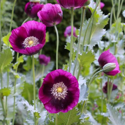 Purple Poppy plant