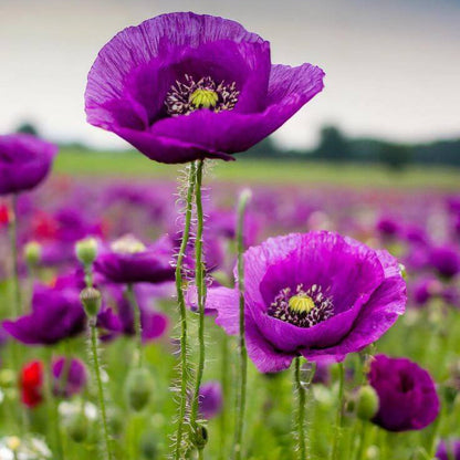 Purple Poppy plant