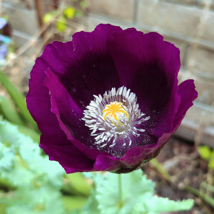 Purple Poppy plant