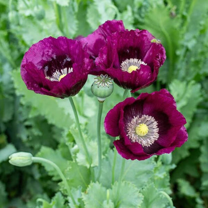 Purple Poppy plant