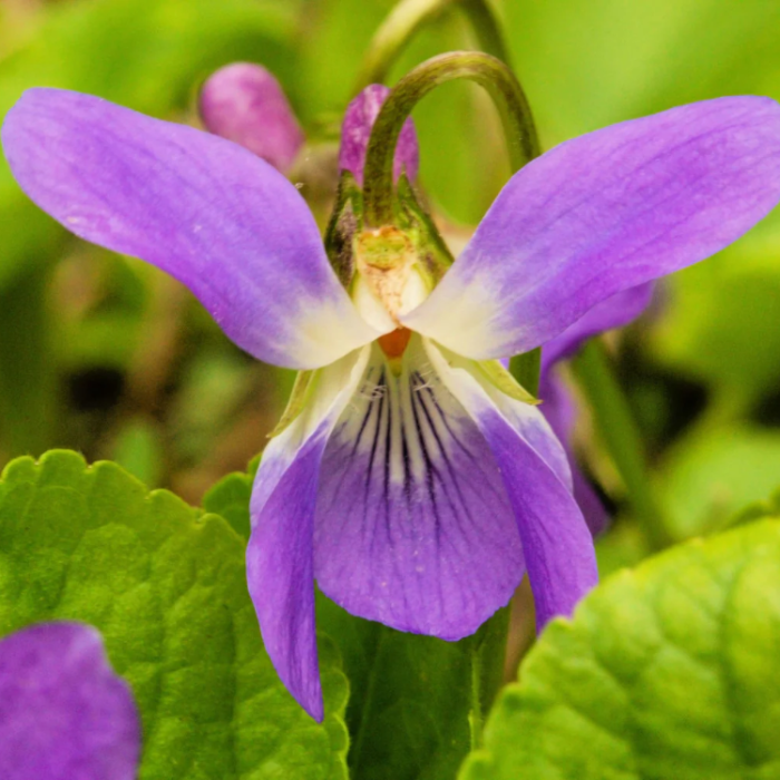 Purple Prairie Violet plant