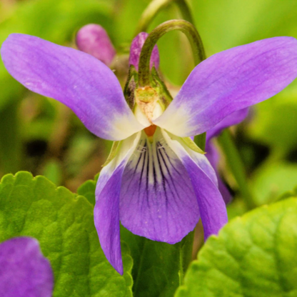 Purple Prairie Violet plant