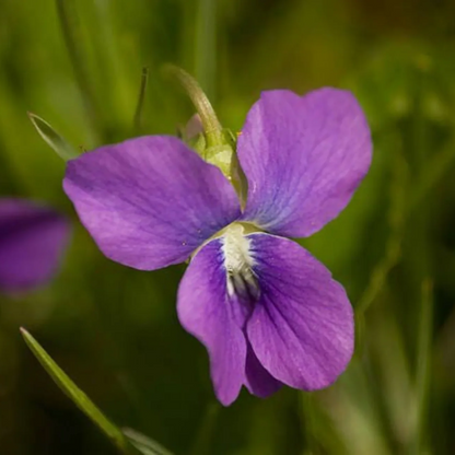 Purple Prairie Violet plant