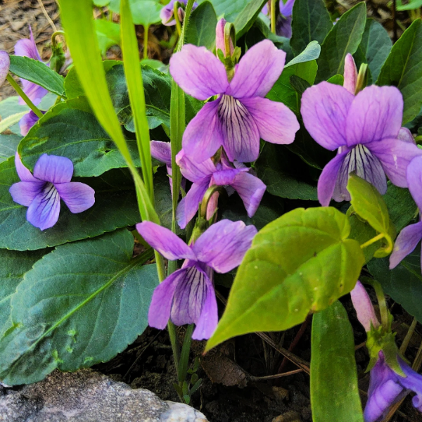 Purple Prairie Violet plant