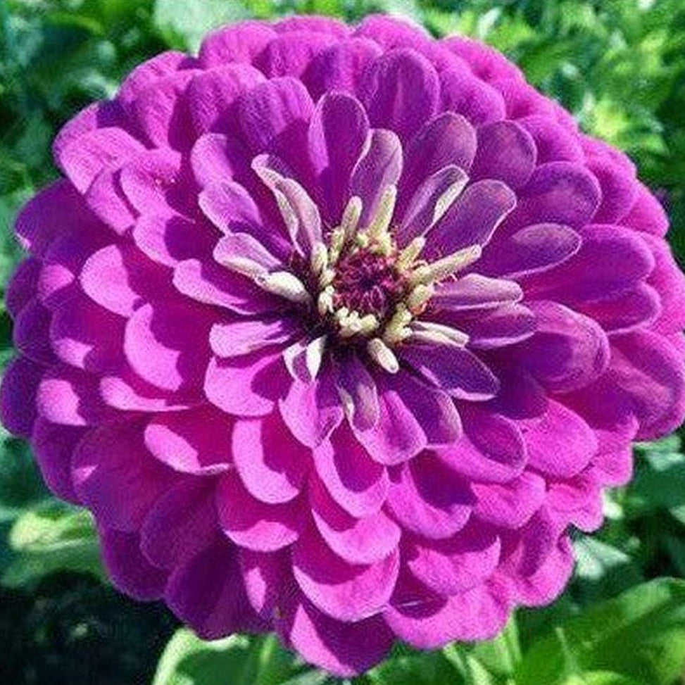 Purple Prince Zinnia plant