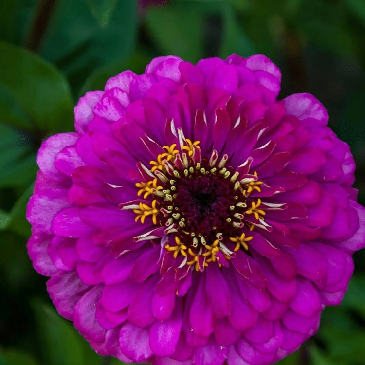 Purple Prince Zinnia plant