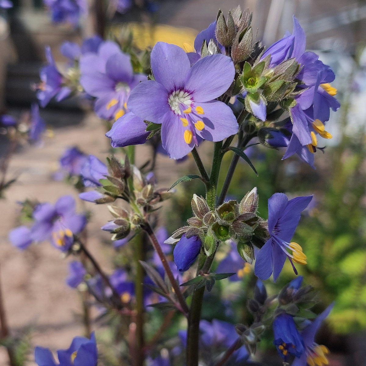 Rain Jacob's Ladder plant