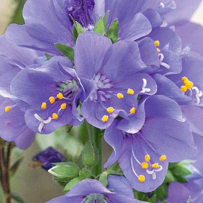 Rain Jacob's Ladder plant