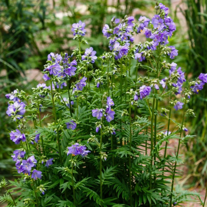 Rain Jacob's Ladder plant