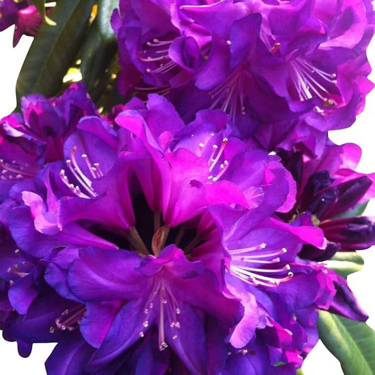Purple Rhododendron Azalea plant