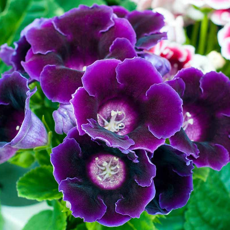 Purple Sinningia Gloxinia plant