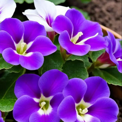 Purple Sinningia Gloxinia plant