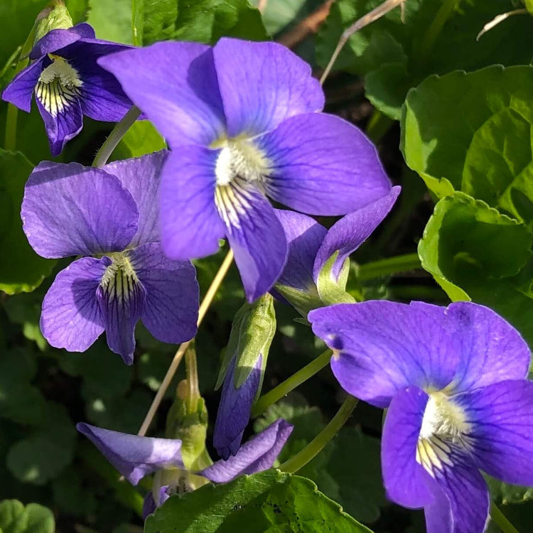 Purple Sweet Violet plant