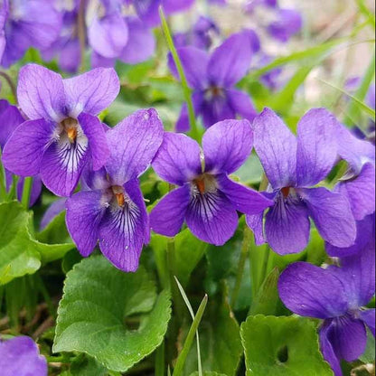 Purple Sweet Violet plant